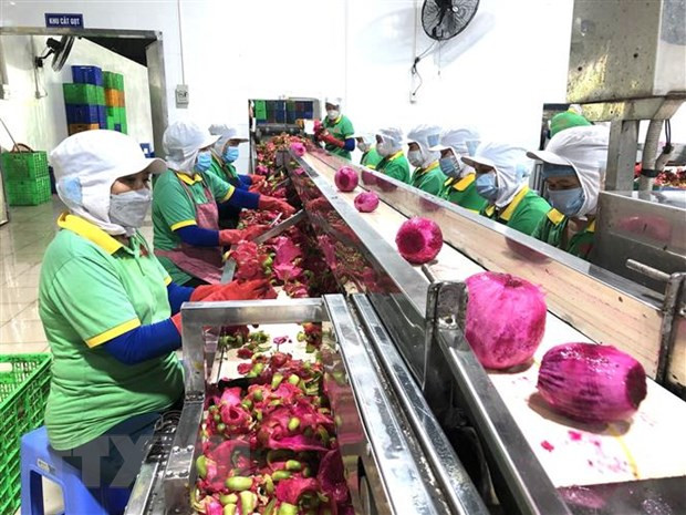 Tìm giải pháp hỗ trợ các địa phương tiêu thụ trái thanh long hình ảnh 2 Tim giai phap ho tro cac dia phuong tieu thu trai thanh long hinh anh 2
