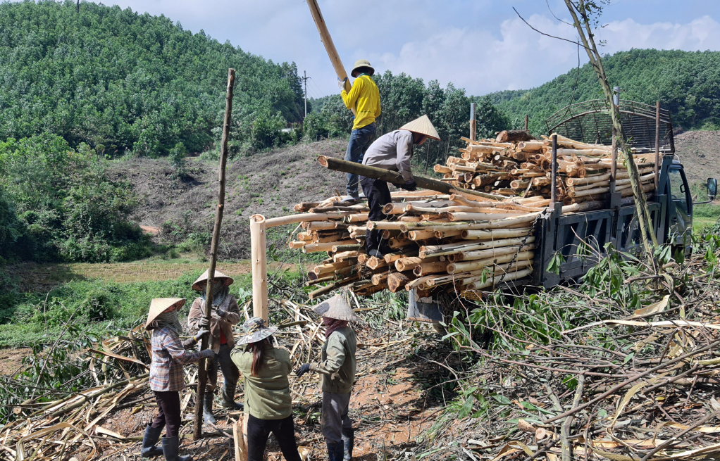 Người dân xã Đồn Đạc, huyện Ba Chẽ khai thác rừng keo để trồng mới các cây rừng gỗ lớn.