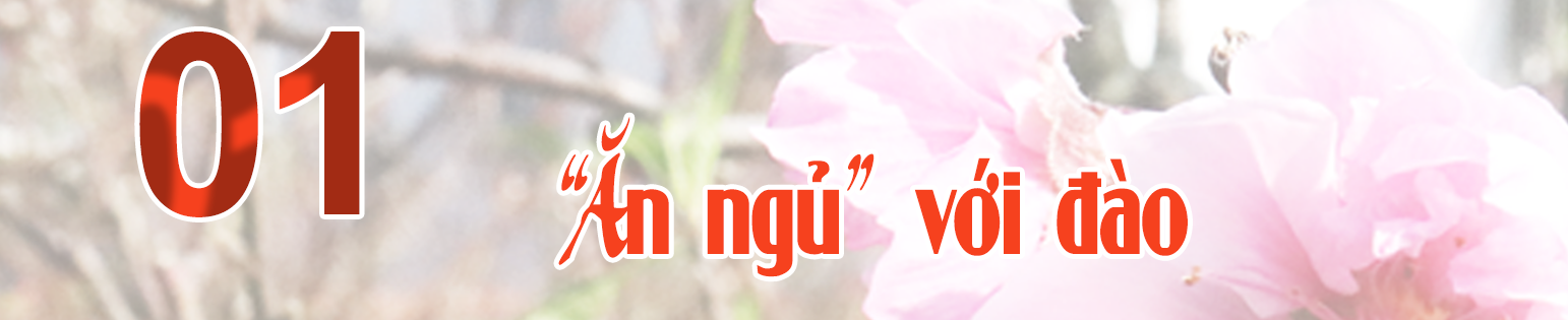 Ảnh trong văn bản