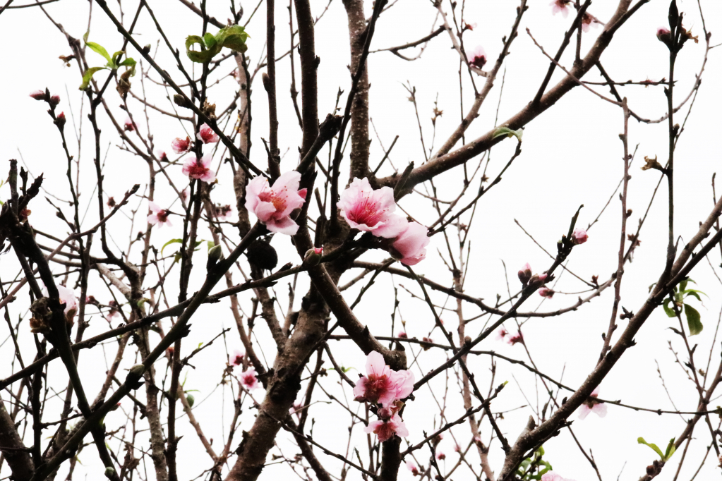Ảnh với chú thích