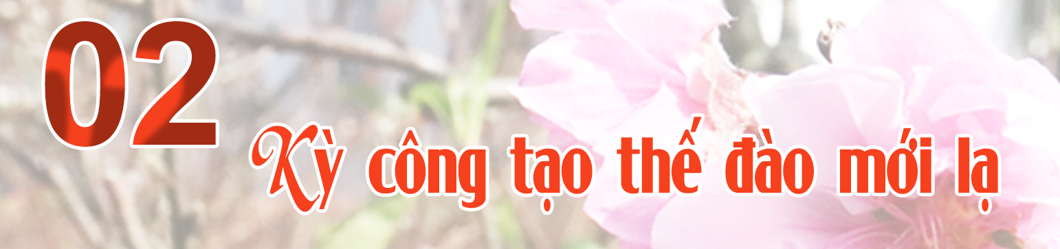 Ảnh trong văn bản