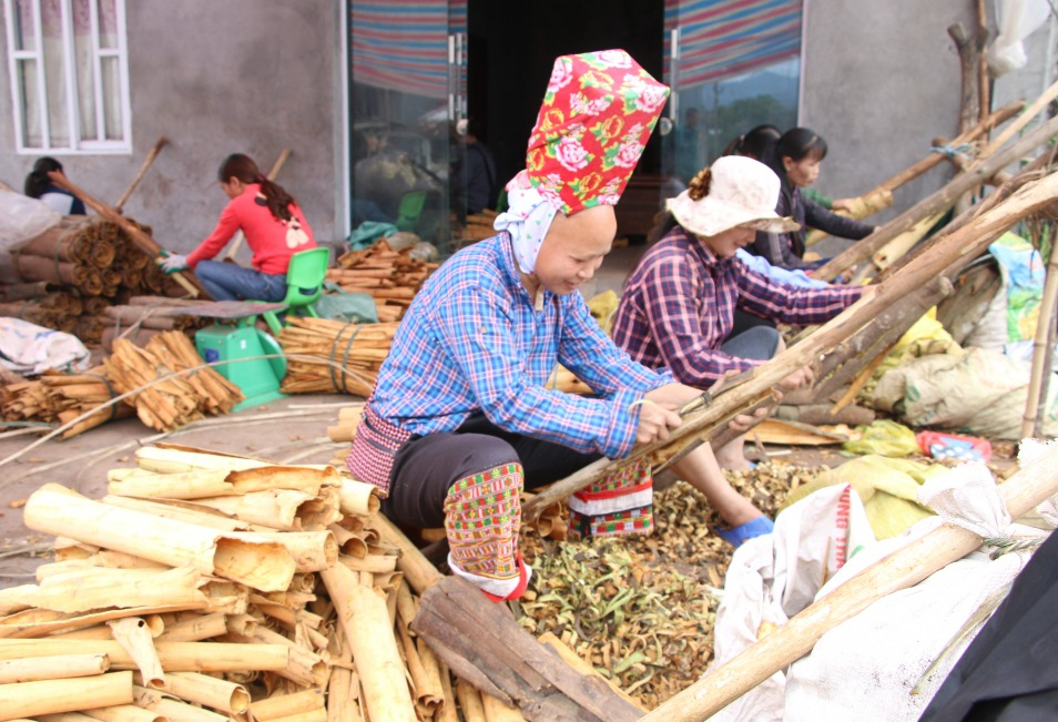 Người dân xã cạo vỏ quế sau khi thu hoạch. Ảnh chụp tháng 4/2021.
