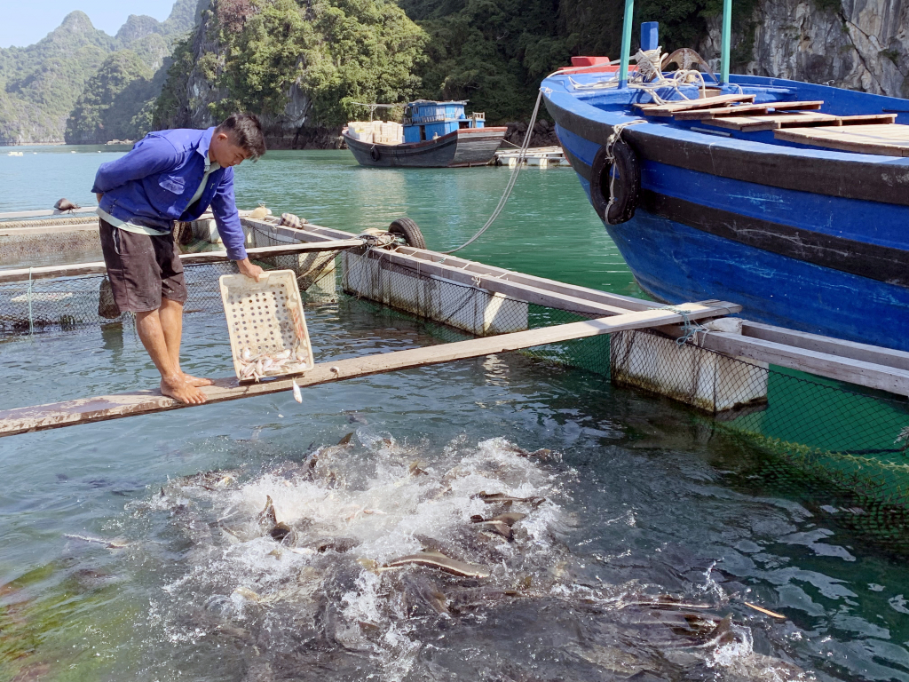 Các hộ dân tuyến các xã đảo huyện Vân Đồn được tạo điều kiện thuận lợi để nuôi trồng thủy sản. Ảnh: Mạnh Trường