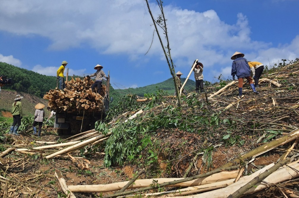 Người dân xã Đồn Đạc (huyện Ba Chẽ) khai thác sớm cây keo để dành diện trồng rừng gỗ lớn. Ảnh Việt Hoa.