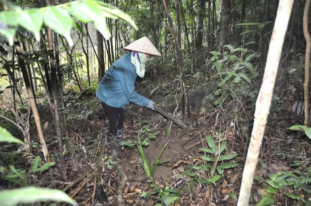 Người dân xã Tân Dân, TP Hạ Long trồng xen kẽ Ba Kích dưới tán rừng để nâng cao hiệu quả kinh tế rừng trồng.