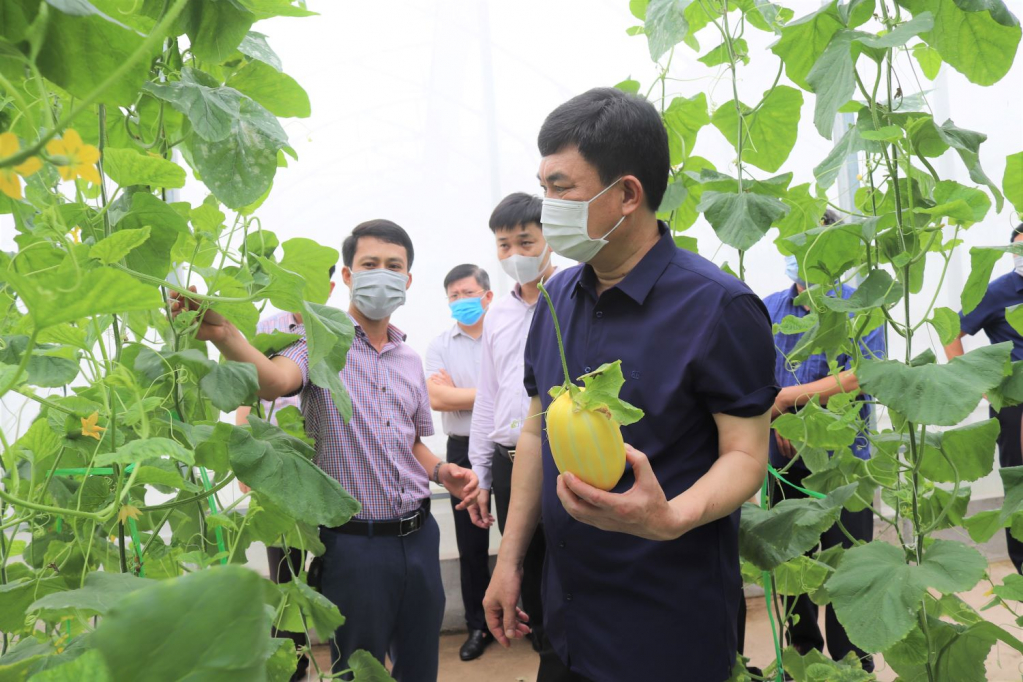 Đồng chí Ngô Hoàng Ngân, Phó Bí thư Thường trực Tỉnh ủy thăm mô hình sản xuất nông nghiệp ứng dụng công nghệ cao của Công ty CP Xây dựng và Thương mại Đầm Hà tại xã Quảng Tân, Đầm Hà.