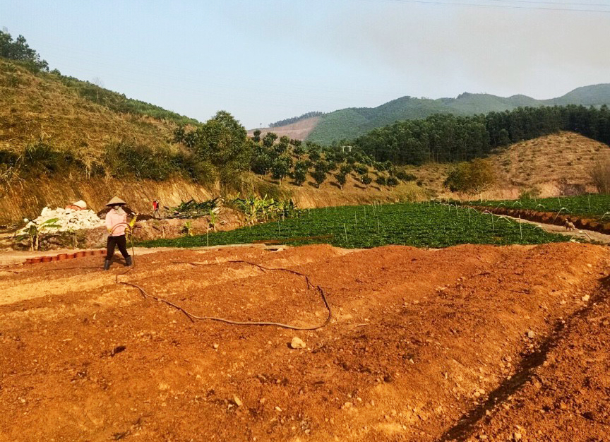 Nông dân xã Cộng Hòa, TP Cẩm Phả mạnh dạn phát triển dược liệu trên đất đồi.