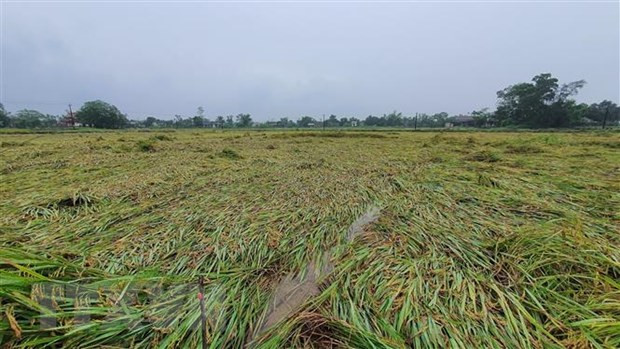 3.000ha lúa bị rạp đổ, người dân Quảng Trị đứng trước nguy cơ mất mùa hình ảnh 1 3.000ha lua bi rap do, nguoi dan Quang Tri dung truoc nguy co mat mua hinh anh 1