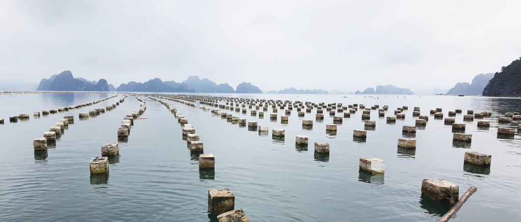 Tính đến thời điểm hiện tại, số lượng phao xốp cần chuyển đổi sang phao nổi HDPE trên toàn tỉnh vẫn rất lớn.