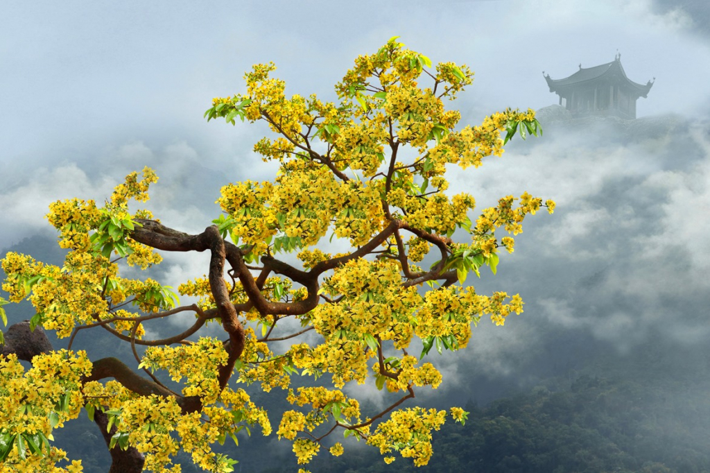 Mai vàng Yên Tử là cây Di sản Việt Nam.