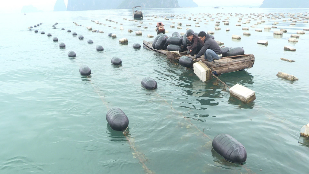 Người dân NTTS tại xã Đông Xá đang tiến hành thay phao xốp bằng phao HDPE. Người nuôi trồng thuỷ sản tại xã Đông Xá, huyện Vân Đồn đang tiến hành thay phao xốp bằng phao HDPE.