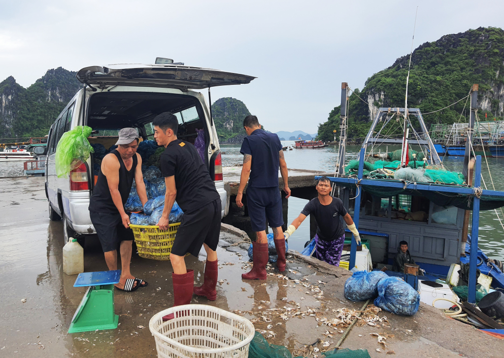 Hoạt động bốc dỡ sản lượng thủy sản tại Khu neo đậu tránh trú bão cấp vùng kết hợp cảng cá tại thị trấn Cái Rồng (huyện Vân Đồn).