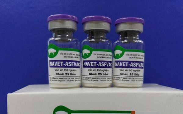 Vaccine dịch tả lợn châu Phi sẽ được sử dụng diện rộng cuối năm 2022 hình ảnh 1 Vaccine dich ta lon chau Phi se duoc su dung dien rong cuoi nam 2022 hinh anh 1