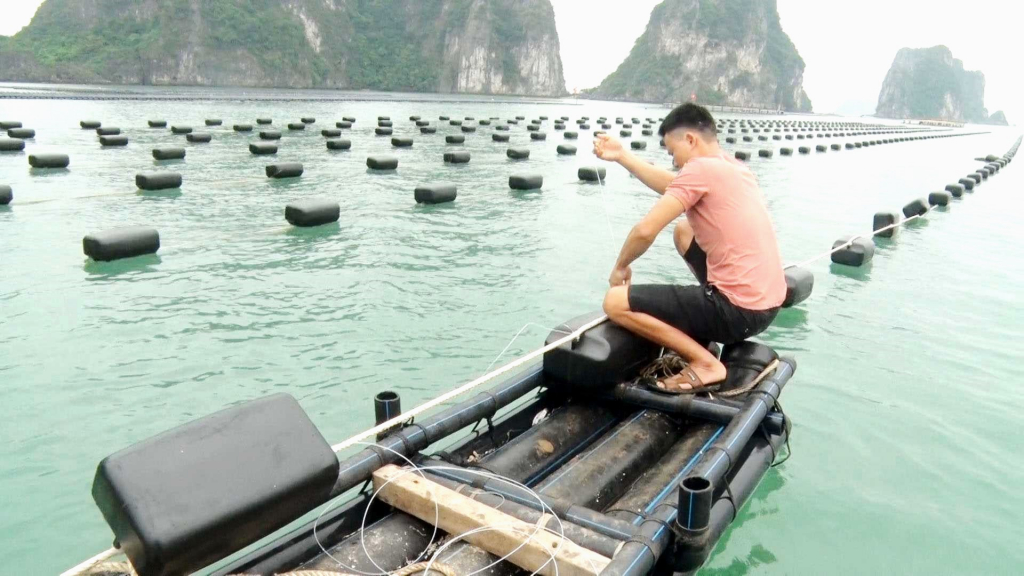 Người dân xã Hạ Long, huyện Vân Đồn chuyển đổi phao nổi trong NTTS.