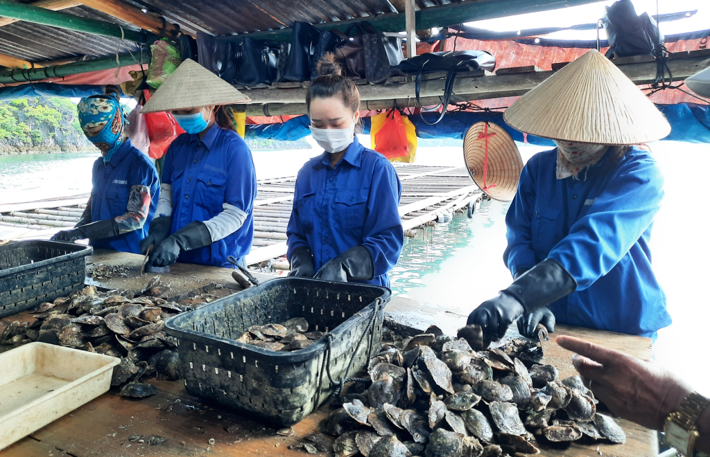 Ở vùng Vịnh Hạ Long và Bái Tử Long, nhiều năm qua, nhiều doanh nghiệp triển khai hoạt động nuôi cấy trai lấy ngọc. 