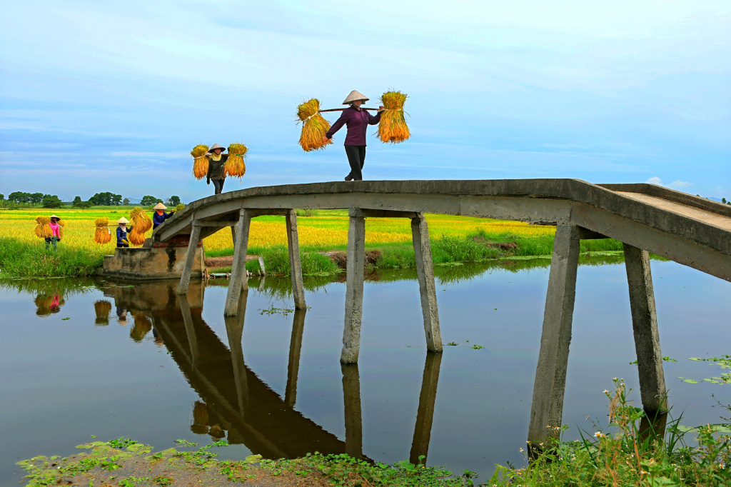 Khi lúa về.