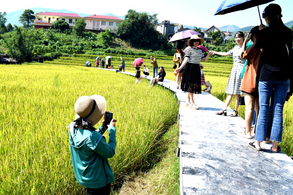 Lễ hội Mùa vàng còn thu hút nhiều du khách Check in trên các cánh đồng lúa vàng