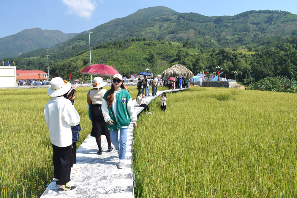 Du khách trải nghiệm đồng lúa vàng