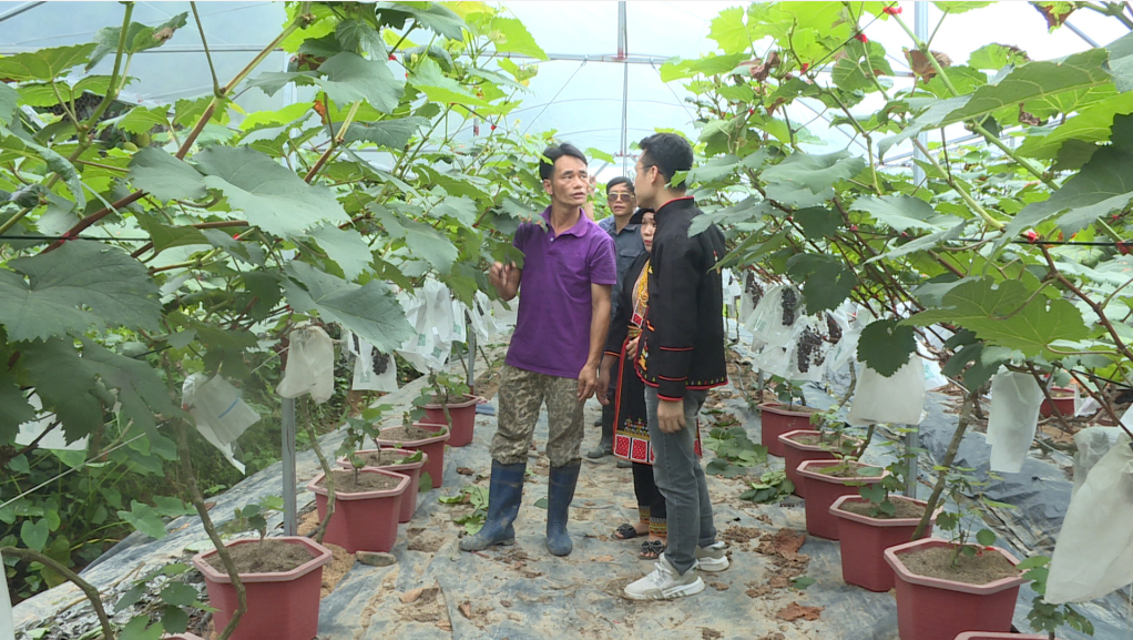 Mô hình trồng nhờ mang lại hiệu quả kinh tế của gia đình anh Triệu Văn Chuyên, thôn Đồng Mùng, xã Tân Dân, TP Hạ Long.