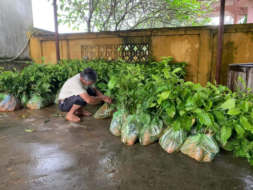 Người dân xã Quảng Thị vận chuyển cây giống để trồng rừng gỗ lớn trên địa bàn trong tháng 7-2022.