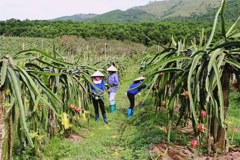g Người dân phường Phương Đông, TP Uông Bí chăm sóc diện tích trồng thanh long theo tiêu chuẩn VietGAP được cấp mã số vùng trồng.