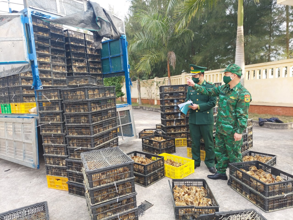 Cán bộ Đồn Biên phòng Quảng Đức kiểm đếm số lượng gà giống.