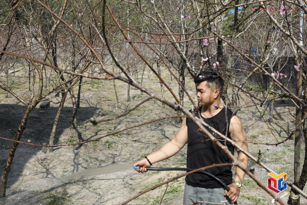 Anh Nguyễn Đức Quảng chăm s&oacute;c vườn đ&agrave;o, chuẩn bị đ&oacute;n vụ hoa Tết Nguy&ecirc;n đ&aacute;n Qu&yacute; M&atilde;o 2023.