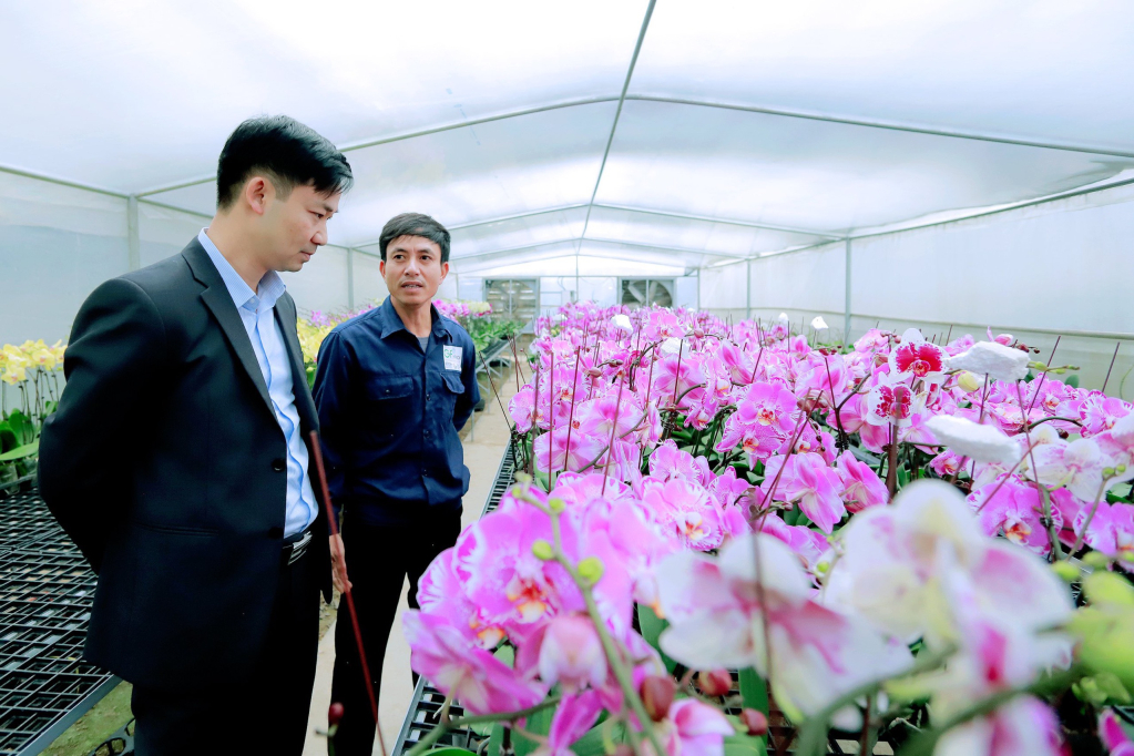 Bí thư Thị Ủy Nguyễn Văn Công thăm vườn lan hồ điệp hộ gia đình anh Lê Xuân Liêm, xã Bình Khê.