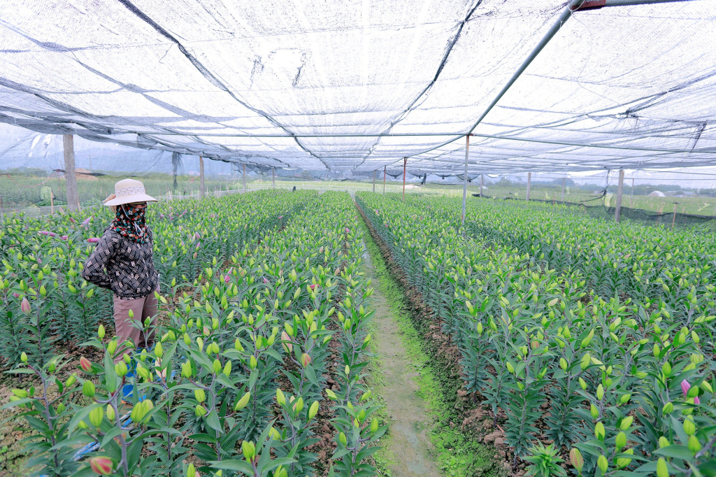Hoa ly Tết của nông dân xã Bình Khê năm nay rất đẹp và được mùa.