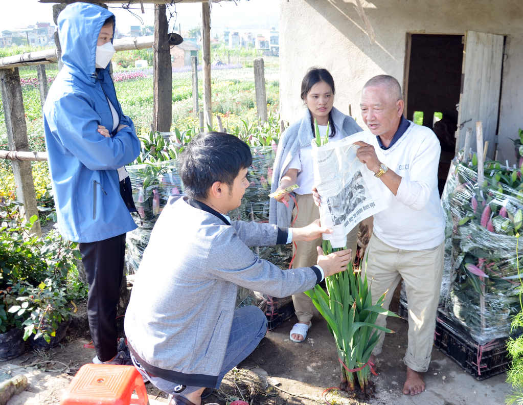 Vào dịp cận Tết Nguyên đán có rất nhiều khách hàng trực tiếp đến ruộng mua hoa về chơi.(Ảnh: Ông Phạm Văn Trung, ở khu 5, đang bó hoa dơn cho khách hàng).