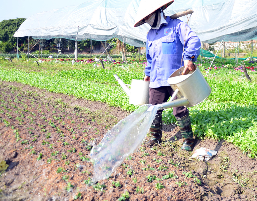 Cùng với việc thu hoạch phục vụ cho thị trường hoa Tết Nguyên đán,những diện tích hoa vừa thu hoạch xong, nông dân trồng mới để có hoa phục vụ sau Tết.