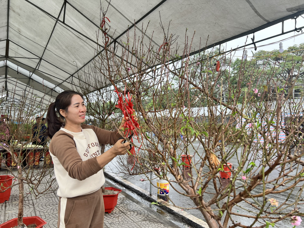 Các tiểu thương chăm sóc cho những cành đào tại hội chợ hoa-cây cảnh.